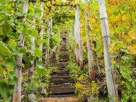 Weingut kaufen, Weinberg, Steilhang, Foto: iStock/Nachteule