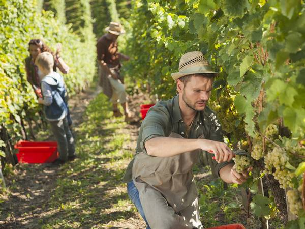 Weingut kaufen, finanzielles Polster, Personal, Erntehelfer, Foto: iStock/tomazl