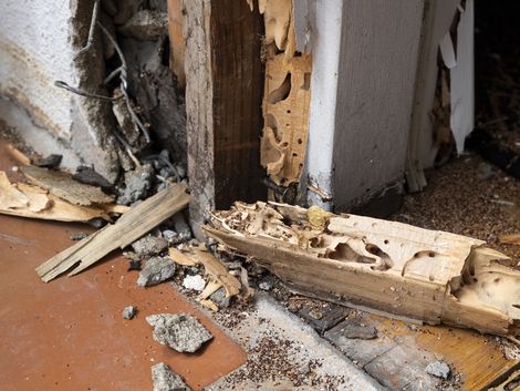 Holzhaus, Ungeziefer, Termiten, Foto: Mel Stoutsenberger/fotolia.com