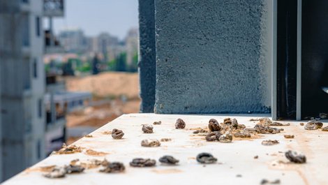 Tauben auf dem Balkon, Taubenkot auf dem Fensterbrett, Foto: wavemovies / stock.adobe.com