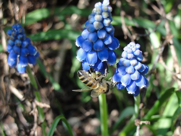Bienennest, Biene, blaue Blume, Foto: Alexandra Potthof