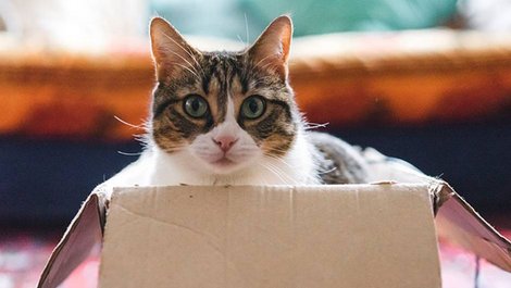 Umzug planen, Umzugsplanung, Wohnortwechsel, Katzen, Haustiere, Umzugskartons, Foto: iStock.com/FilippoBacci