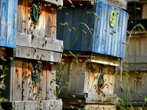 Schrebergarten, Kleingarten, Haustiere, Bienenhaltung im Garten, Foto: iStock.com/beekeepx