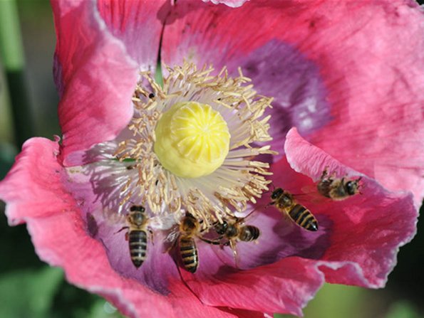 Bienennest, Biene, Foto: Imkerverein Langenwetzendorf/imker-langenwetzendorf.de