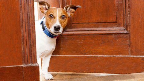 Hund guckt aus Fenster, Einbruchschutz, Wachhund, Foto: Javier Brosch / adobe.stock.com