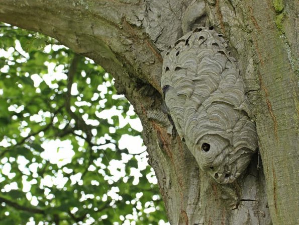 Wespennest, ein Wespennest der Mittleren Wespe an einer alten Eiche, Foto: Schmutzler-Schaub/stock.adobe.com