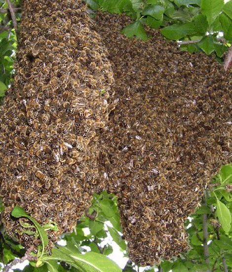 Bienennest, Bienenschwarm, Biene, Foto: Imkermeister Hans Rosen/imkerei-rosen.de