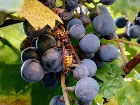 Hornissennest, Hornisse sitzt in einer Rebe Wein, Foto: Alexandra Muckelbauer