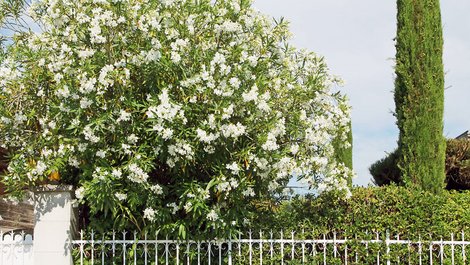 Grenzbepflanzung, Ueberhang, Foto: hcast/StockAdobe.com