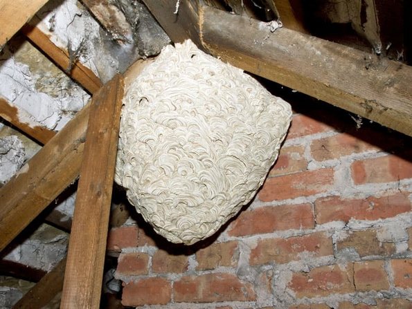 Wespennest, ein Nest der Deutschen Wespe unter einem Dach, Foto: scphoto48/stock.adobe.com