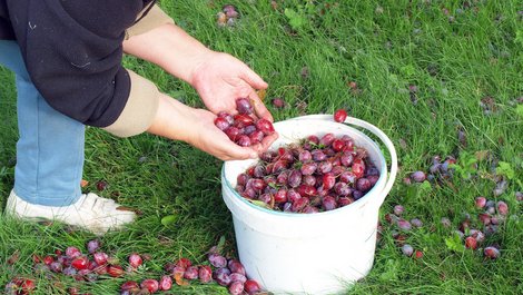 Grenzbepflanzung, Fallobst, Foto: Viesturs Kalvans/StockAdobe.com