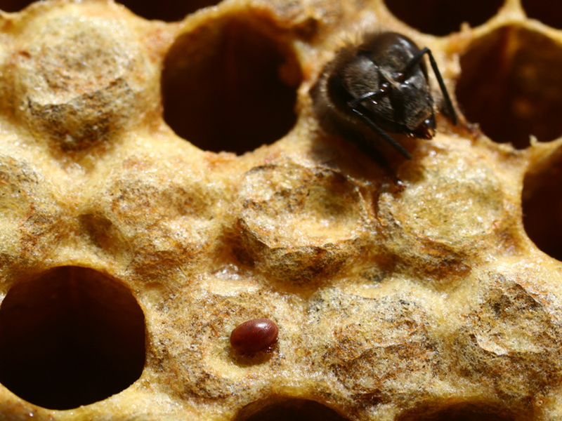 Bienennest im Garten – Infos und Verhaltenstipps