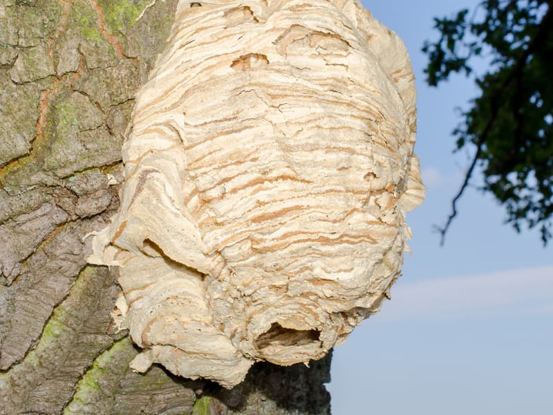 Hornissennest Am Grundstuck So Verhalt Man Sich Richtig