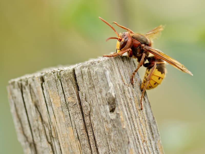 Hornissennest Am Grundstuck So Verhalt Man Sich Richtig