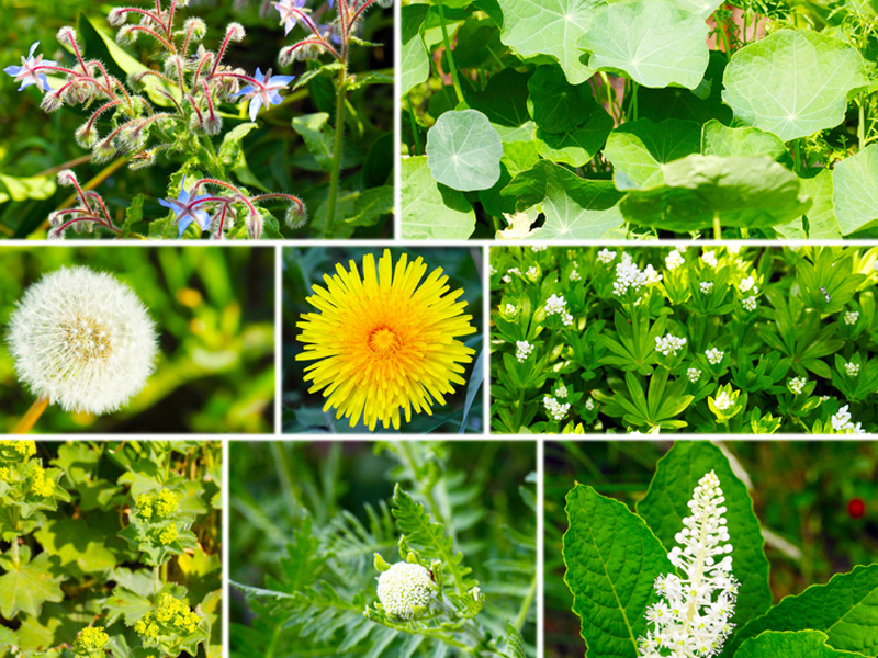 Unkraut Garten Bilder