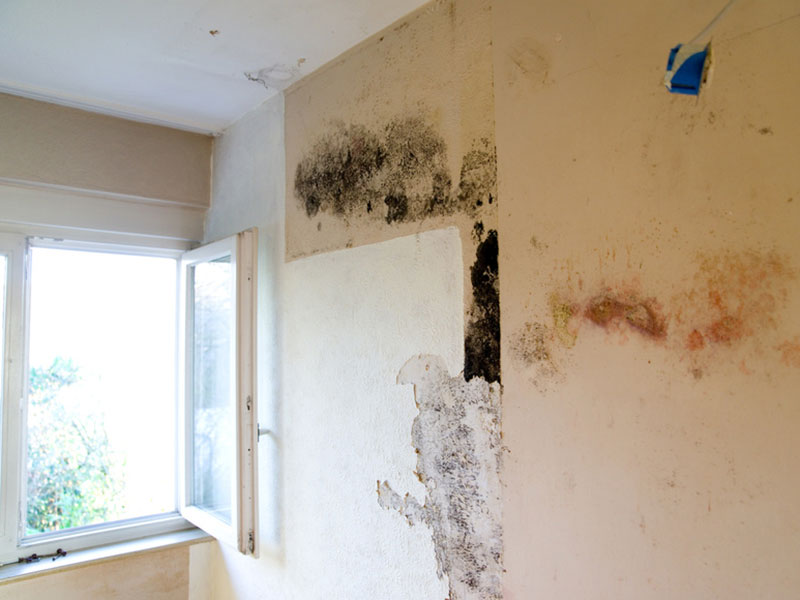 Schimmel Ursachen Erkennen Schaden Beseitigen