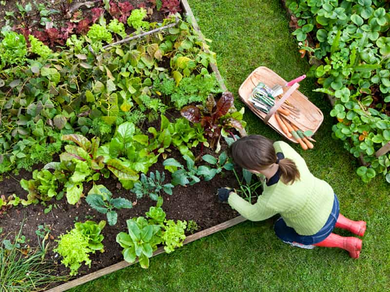 Woher Kommt Der Begriff Schrebergarten Schrebergarten: Was Kleingärtner wissen müssen